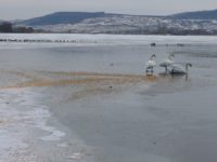 Lebedelor de pe Şomuz li se asigură „meniul zilei“