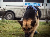 Zeci de poliţişti, jandarmi, pompieri şi voluntari, mobilizaţi pentru găsirea unui băiat de 4 ani