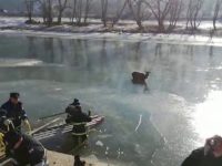 Cerb salvat de pompieri dintre sloiurile de gheaţă ale râului Bistriţa