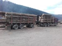 Transporturi ilegale de lemn, în valoare de mii de lei, descoperite de poliţişti la Gura Humorului