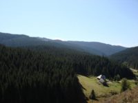 Milioane de euro pentru prima împădurire