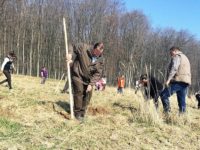 560 de puieţi de stejar plantaţi pentru evocarea celor 560 de ani de la urcarea pe tron a lui Ştefan cel Mare