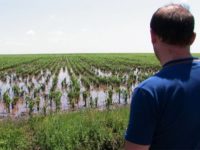 Culturile agricole de pe 150 ha au fost calamitate