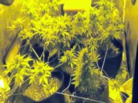 Canabis descoperit de procurorii DIICOT într-o locuinţă din Frătăuţii Noi