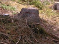 O societate comercială din Suceviţa este cercetată pentru tăierea ilegală a 58 de arbori
