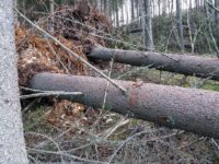 Un nou caz de false doborâturi naturale de arbori depistat de Garda Forestieră