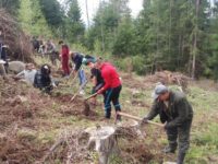 Un hectar împădurit de elevi de la două şcoli din Bazinul Dornelor