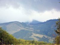 Rănile pădurii