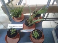 Plantele carnivore şi lecţia despre supravieţuire