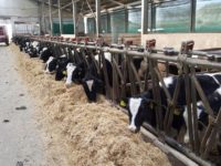 Fermă salvată de la lichidare pe „litoralul” din nordul Moldovei
