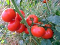 Judeţul Suceava are 35 de producători de tomate în sistem protejat