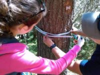Studenţii suceveni au descoperit, în Parcul Naţional Călimani, un exemplar de zâmbru cu o circumferinţă record
