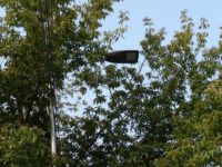 Noile lămpi LED din Suceava, montate între ramurile arborilor
