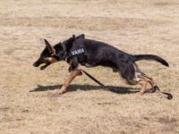 Câinele poliţist de frontieră Abay a găsit două arme şi aproape 500 de alice