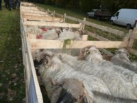 Aproape 124 de tone de lână valorificată, cu acte doveditoare, de oierii suceveni