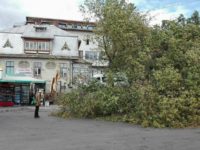 Autogara Suceava – un arbore de dimensiuni impresionante s-a rupt în urma furtunii
