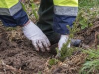 „Pădurea de Mâine” – un milion de puieţi urmează să fie plantaţi pe terenuri forestiere cu dificultăţi de regenerare