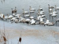 Lebedele de la Fălticeni vor trece cu bine şi peste această iarnă