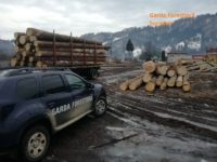Două transporturi ilegale de lemn depistate, ieri dimineaţa, în zona Frumosu