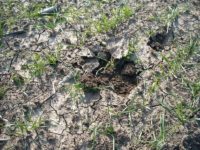 Fermierii suceveni abia mai au cu ce să-şi adape animalele