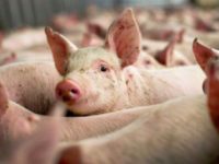 Inspectorii sanitari veterinari supraveghează piaţa cărnii de porc