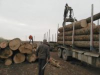 Val de transporturi ilegale de lemn, descoperite pe drumurile din judeţ