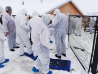 Filtrele contra pestei porcine de la graniţa cu judeţul Botoşani au fost ridicate