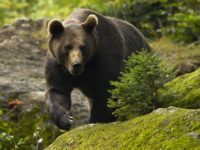 Un bărbat din Bogdăneşti a fost atacat de urs