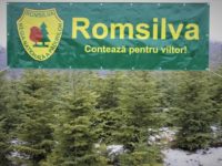 Romsilva oferă la vânzare peste 18.000 de pomi de Crăciun