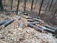 Tăieri ilegale de arbori pe 7 ha, în fond forestier privat, cu servicii asigurate de Ocolul Silvic „Bucovina”