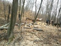 CE avertizează România că peste o lună va ajunge la Curtea Europeană din cauza tăierilor ilegale