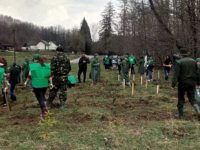 Romsilva va planta circa 20 de milioane de puieţi forestieri