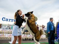 Bucovina Dog Show 2019, o nouă ediţie de succes