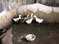 O femeie a fost găsită într-o stare precară de sănătate, având în cameră 17 câini