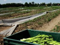 Scădere drastică a suprafeţelor agricole din agricultura ecologică suceveană