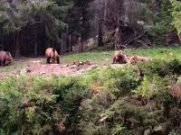 14 urşi din judeţul Suceava vor putea fi recoltaţi în următorul an