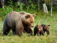 O ursoaică cu doi pui a omorât noaptea trecută cinci capre