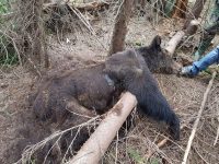 Jandarm atacat de urs la Broşteni