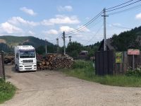 Confruntare între Greenpeace, Ministerul Apelor şi Pădurilor şi Romsilva, privind tăierile ilegale din pădurile Bucovinei