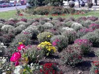 Municipiul Suceava continuă să fie un „oraş al florilor” chiar şi după ce vara a trecut