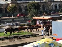 Vaci lăsate libere în centrul oraşului Vatra Dornei