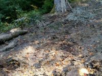 Controale ale Gărzii Forestiere, pentru identificarea tăierilor fără drept