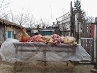 Sucevenii îşi vor putea sacrifica porcii fără probleme