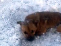 Mai mulţi câini împuşcaţi, găsiţi la ieşirea din Arbore