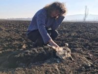 Mai mulţi câini împuşcaţi lângă localitatea Cornul Luncii