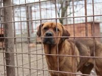 Noul adăpost pentru câinii fără stăpân, reabilitat în întregime