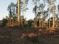 Peste 900 de controale au fost efectuate în pădurile din ţară