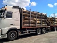Două transporturi cu lemn erau încărcate peste prevederile avizelor de însoţire