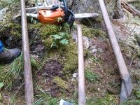 Un lucrător forestier a murit tăind un brad