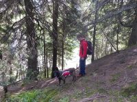 Un sucevean care a mers la cules fructe de pădure în zona Cârlibaba a vizitat fără să vrea Ucraina